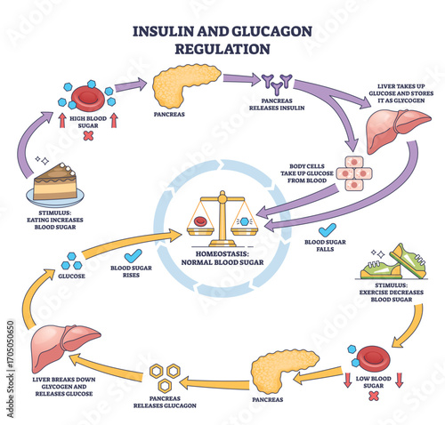 Insulin and glucagon regulation shows pancreas, liver, and blood sugar balance in a simple outline diagram. Outline diagram