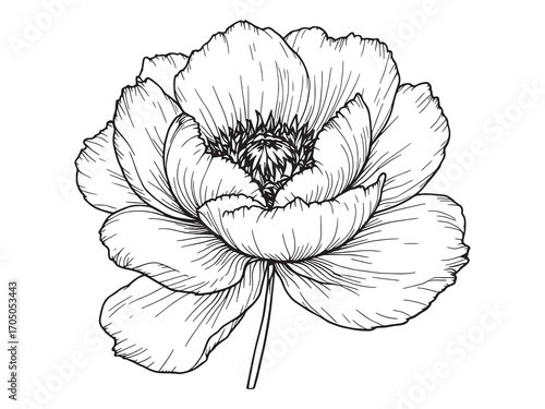 Peony Elegant Petals With Soft Colors