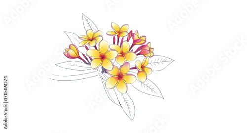Frangipani flower 