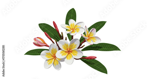 frangipani flower isolated on white