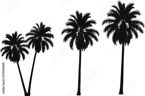 Silhouette of tropical palm trees isolated on white background, exotic summer beach nature vector illustration perfect for travel, holiday, paradise designs