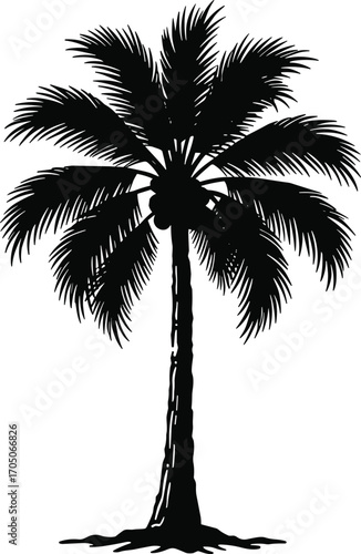 Single tropical palm tree silhouette with detailed leaves and coconuts, exotic coconut palm vector illustration for summer beach design decoration