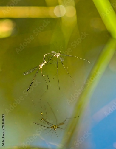 Two insects reflected in water