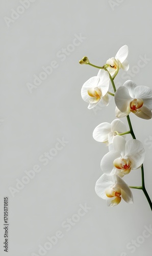 A delicate stem of white orchids with yellow centers against a plain grey background