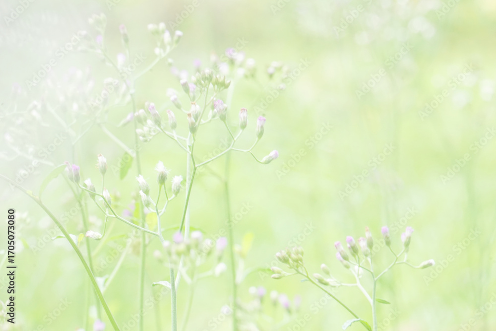 Fototapeta premium Beautiful nature view of green leaf on blurred greenery. Natural green leaves background, fresh wallpaper concept, among green leaves and other blossom blur background for text. 