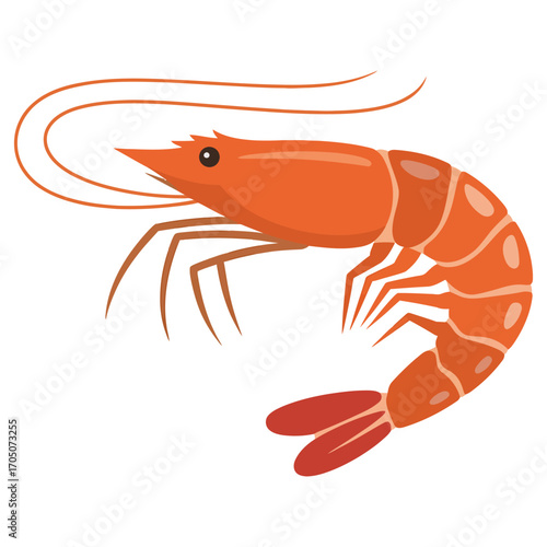 shrimp on white background