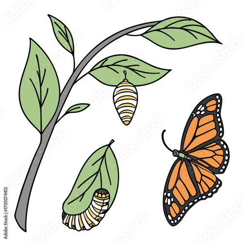 Butterfly Life Cycle Illustrated: Detailed illustration of the butterfly life cycle, with stages from egg to caterpillar, chrysalis, and the majestic butterfly. 