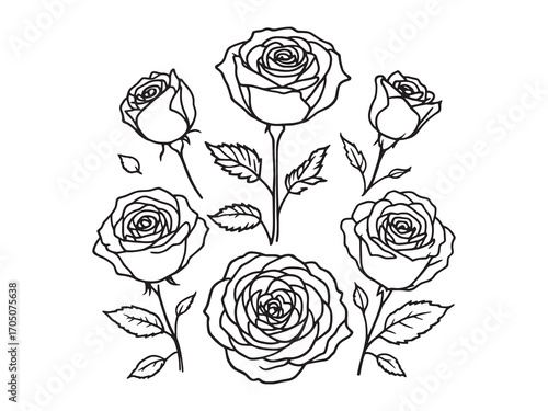 Rose colors brighten every peaceful day