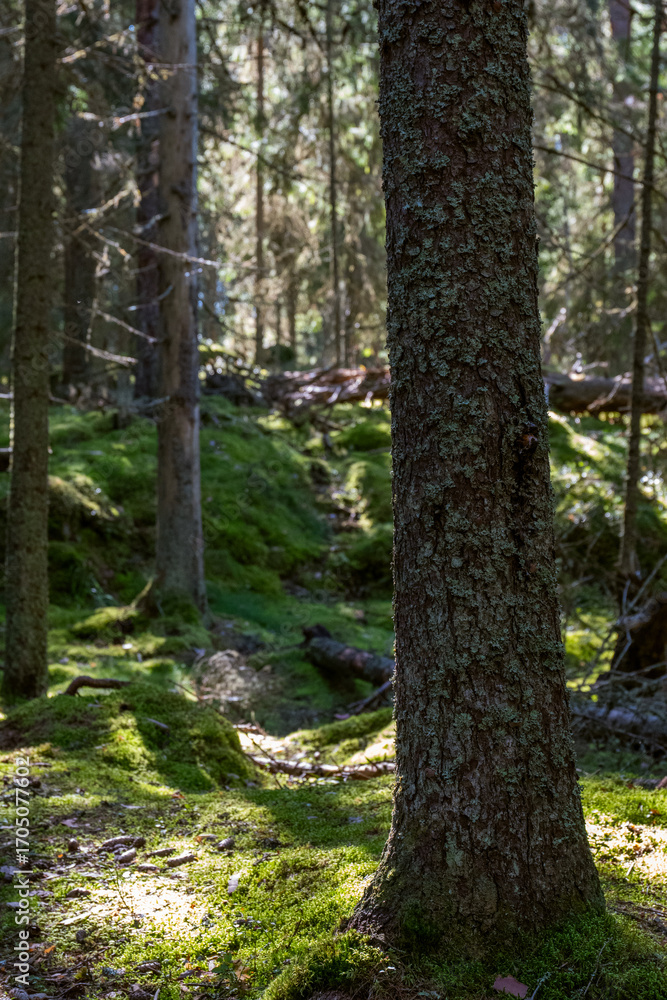 Naklejka premium Sunlit Forest Floor With Mossy Ground and Trees