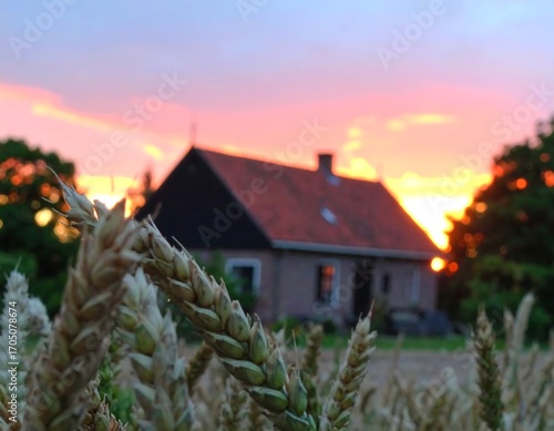 Golden sunset over a rustic farmhouse, with wheat field in the foreground