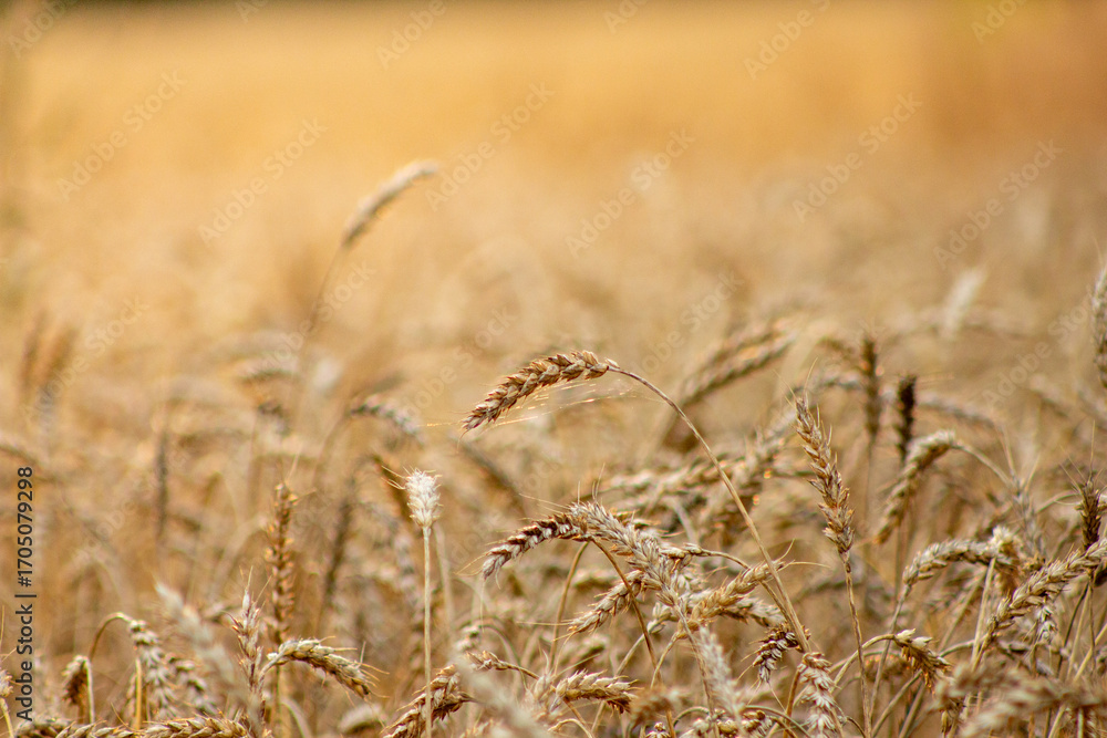 Fototapeta premium Golden Wheat Field Under Warm Sunlight Summer Season
