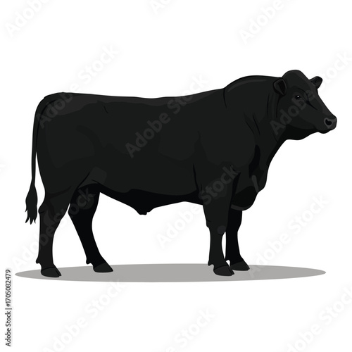 black and white cow