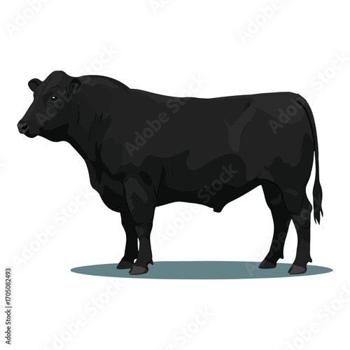 black and white cow
