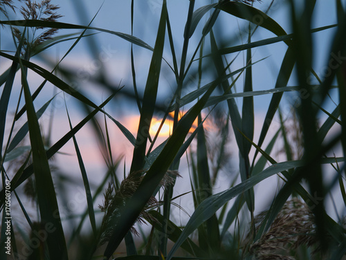 Beautiful sunset seen through reed grass in a tranquil wetland landscape. Atmospheric nature scene with soft evening light, perfect for illustrating themes of nature, wetlands, serenity, and travel.