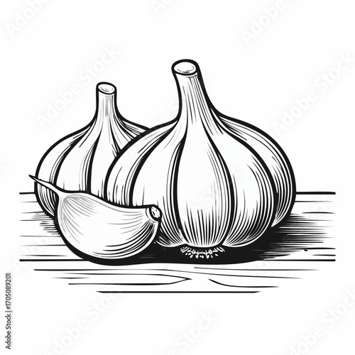 Garlic Illustration Hand-Drawn Sketch of Fresh Bulbs