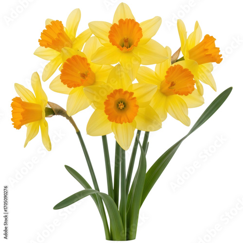 Wallpaper Mural Bunch of yellow daffodils isolated on transparent background in full bloom Torontodigital.ca