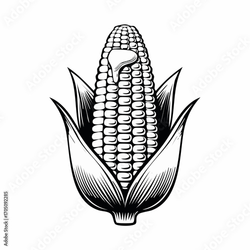 Engraved Corn Illustration with Melted Butter A Delicious Vintage Black and White Design