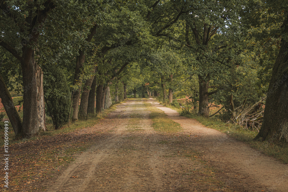 Fototapeta premium Tree-lined avenue in autumn
