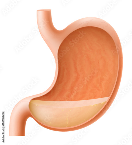 Human Stomach with gastric juice. Internal human organ stomach in cross section. Illustration of a healthy human stomach, which regulates digestive processes. Realistic 3d Vector illustration.