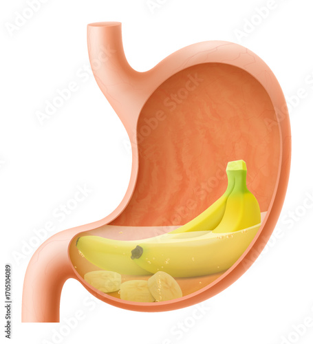 Human Stomach with banana fruit. The stomach digests bananas. A stomach filled with healthy and wholesome food. Proper nutrition. Realistic 3d Vector illustration. Food digestion process illustration