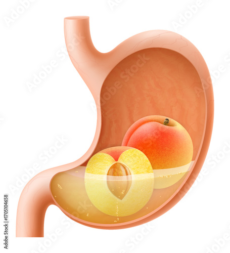 Human Stomach with peach fruit. The stomach digests peaches. A stomach filled with healthy and wholesome food. Proper nutrition. Realistic 3d Vector illustration. Food digestion process illustration
