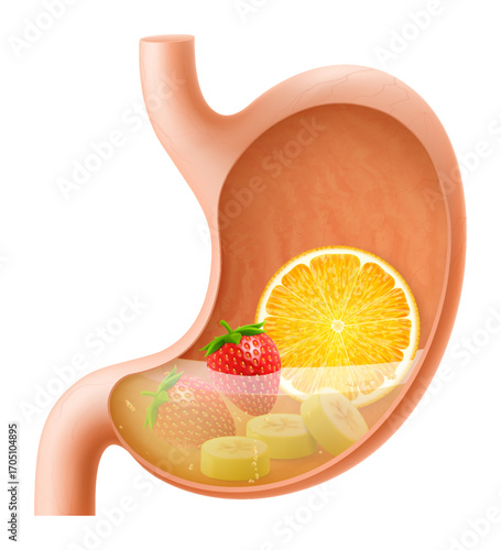 Human Stomach with peach fruit. The stomach digests peaches. A stomach filled with healthy and wholesome food. Proper nutrition. Realistic 3d Vector illustration. Food digestion process illustration