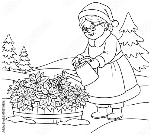 Grandmother vector illustration of an elderly woman in festive clothes watering blooming poinsettia flowers outdoors with a watering can in a snowy winter landscape