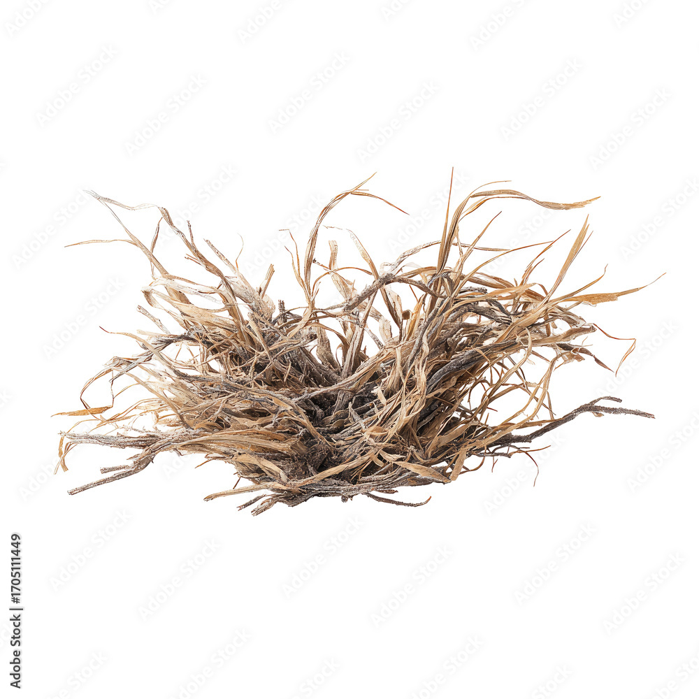 Fototapeta premium Dried, tangled plant, light brown, tan, fluffy, texture