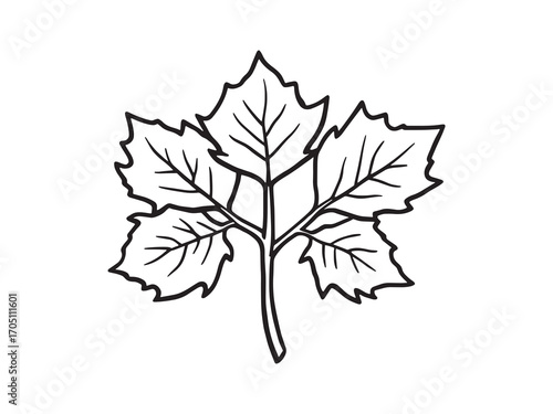 Sycamore Leaf Pattern Inspired By Nature