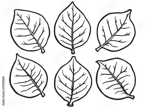 Tamarind Leaf Benefits For Healthy Living