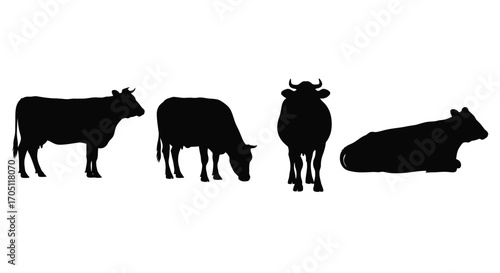 Diverse cattle silhouettes standing grazing and resting in farm setting vector