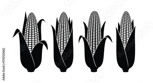 Four ripe corn cobs with husk in a row fresh harvest ready for autumn celebration vector