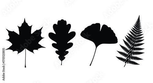 Four distinct black leaf silhouettes featuring maple oak ginkgo fern for nature designs vector
