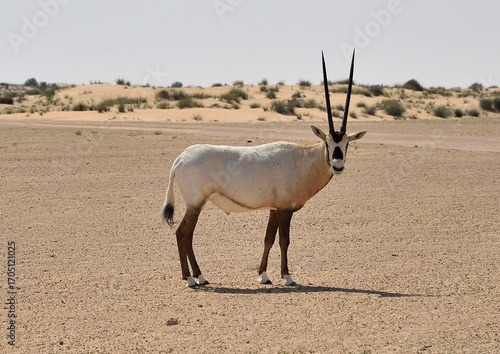 Canvas Print Orix is an antelope that lives in the desert