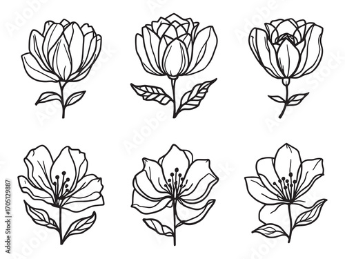 Tuberose Fragrant Bloom for Serene Spaces