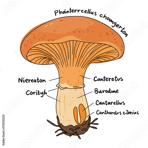 Illustrated Mushroom Anatomy Diagram Vector for Botanical Design and Educational Concepts