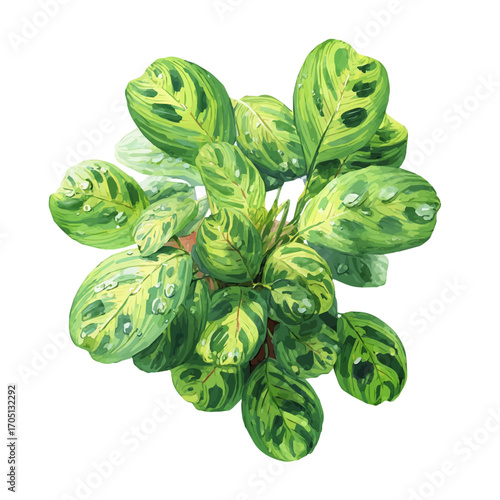 watercolor vector of Prayer Plant, isolated on a white background.