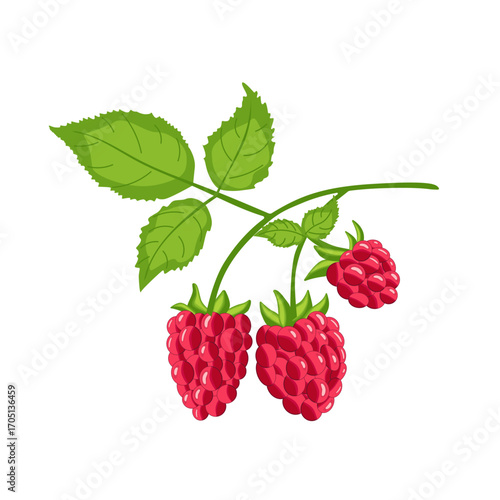 Ripe raspberries on a branch.