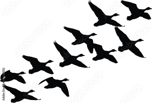 Silhouette of migratory birds flying in V formation, geese or ducks in sky, teamwork, nature, wildlife, energy-saving flight, vector illustration
