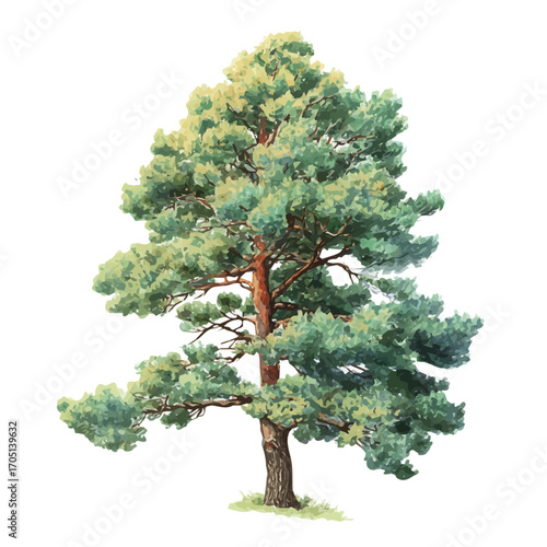 Ponderosa Pine Tree, watercolor drawing vector, isolated on a white background.