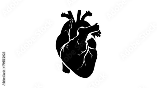 Human heart anatomy with transparent background