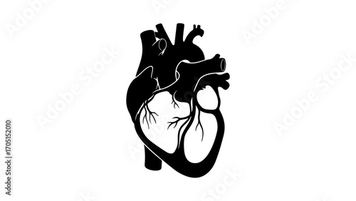 Human heart anatomy with transparent background