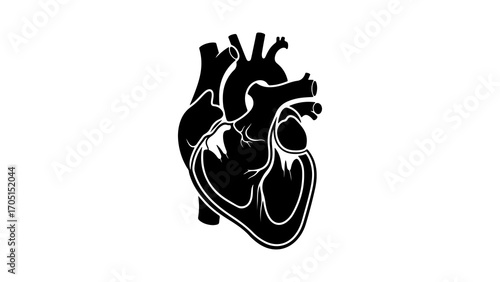 Human heart anatomy with transparent background