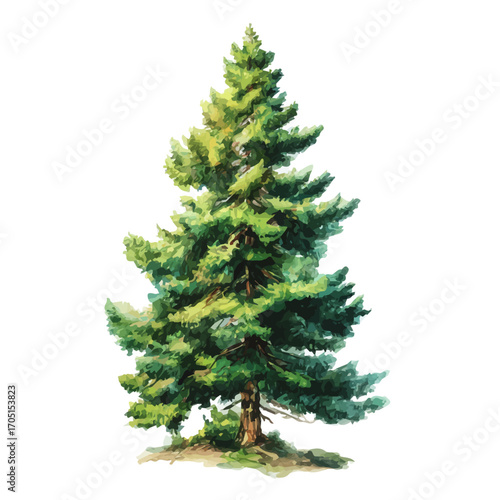 Pine Tree, watercolor illustration vector, isolated on a white background.