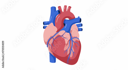 Anatomical Heart Illustration Depicting Circulatory System and Cardiovascular Health