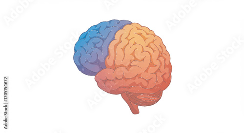 Anatomical Brain Illustration with Two Hemispheres
