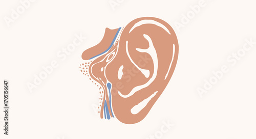 Clean and modern vector illustration showing the anatomical cross-section of the human ear, a schematic diagram of the auditory system