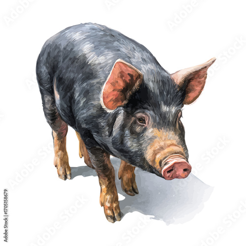 Pig, watercolor drawing vector, isolated on a white background.