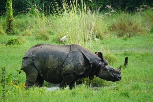 A one-horned rhinoceros grazes in the lush grasslands of Chitwan National Park, with a small bird perched on its back, showcasing the harmony of wildlife in their natural habitat.