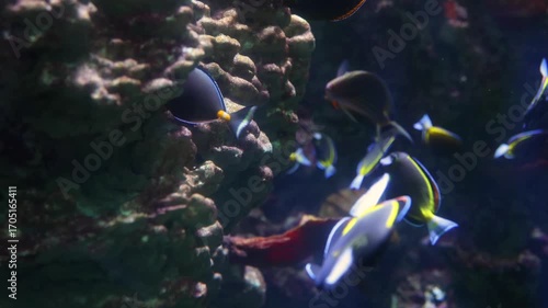 The white-faced surgeonfish in the aquarium